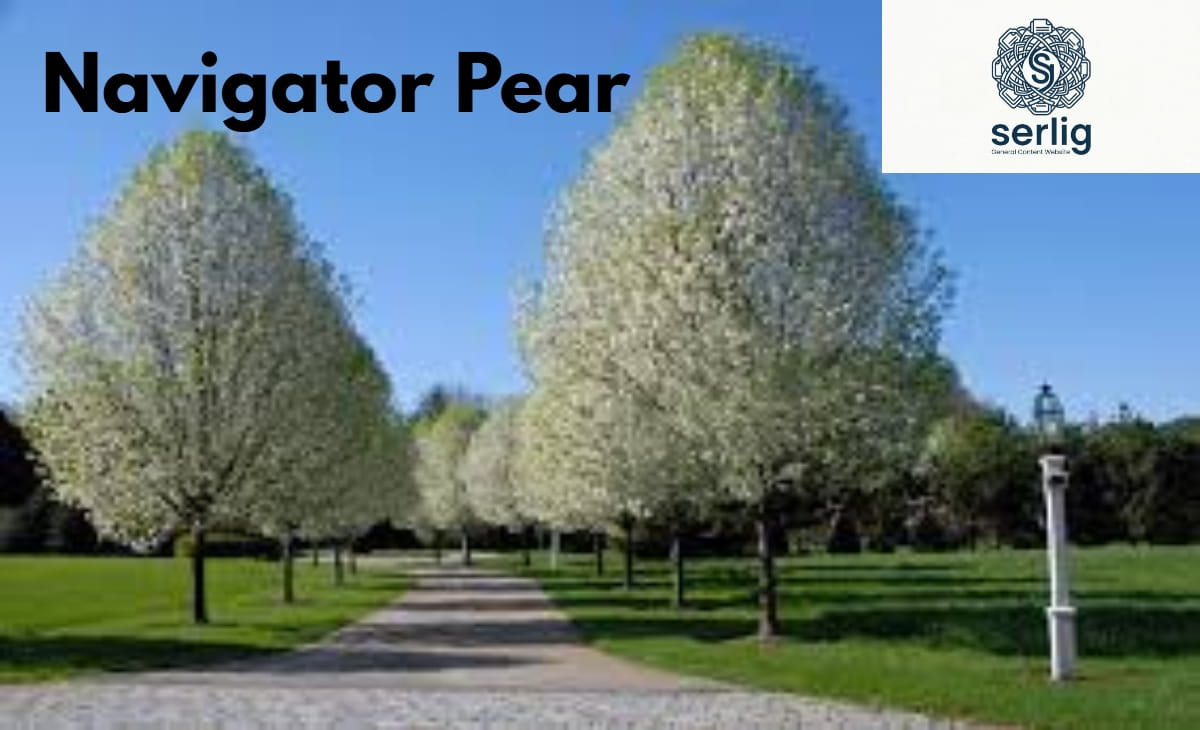 Navigator Pear tree in full spring bloom with white flowers and upright pyramidal shape
