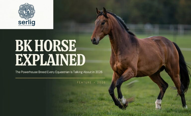 BK Horse standing in open field showing athletic build and glossy coat